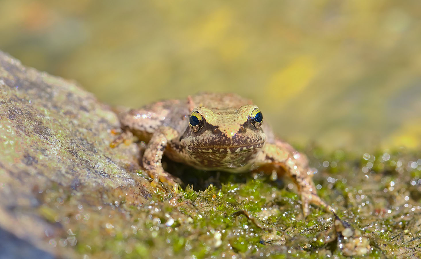 a cute green toad seems quite content on his waterfront perch. His front toes relax into a carpet of wet moss glistening in the sunlight. A hind leg rests on a sun-warmed boulder.