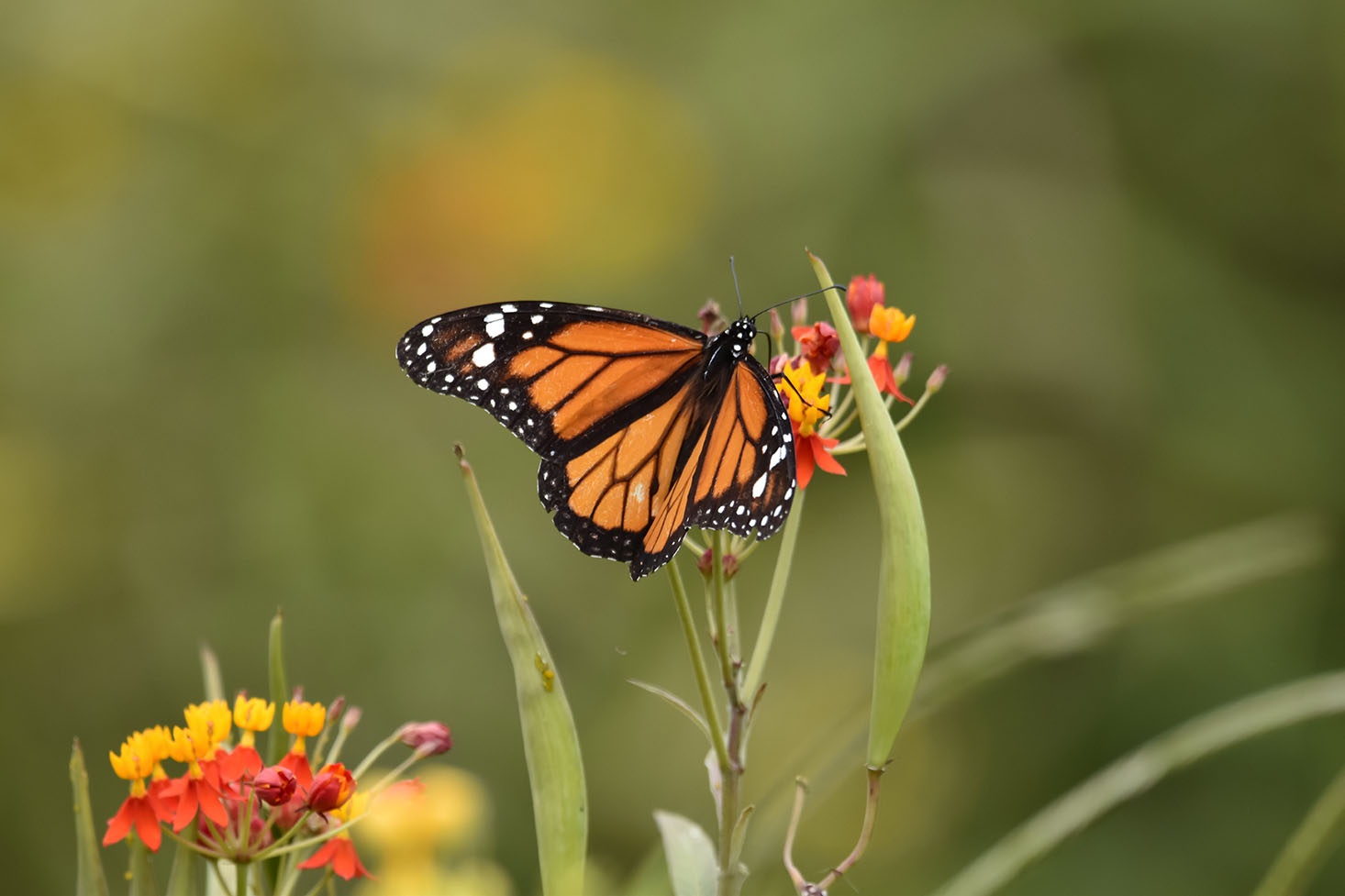 a monarch butterfly perches on a cluster of small milkweed flowers, the host plant for monarch caterpillars, in a verdant outdoor place.